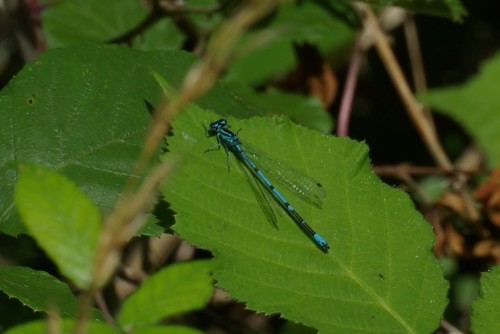 Coenagrion puella - Agrion jouvencelle - Brenne08.jpg